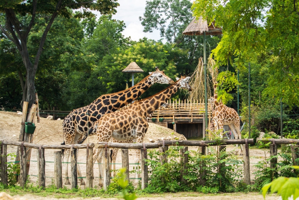 Zoo Budapest Ungarn